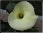 foto Fiori